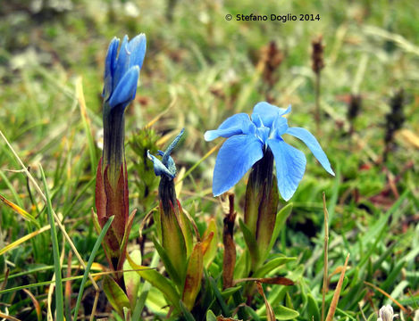 Image of <i>Gentiana verna</i>