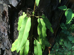 Image of <i>Bignonia capreolata</i>