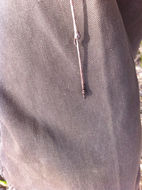 Image of <i>Rhamnus cathartica</i>