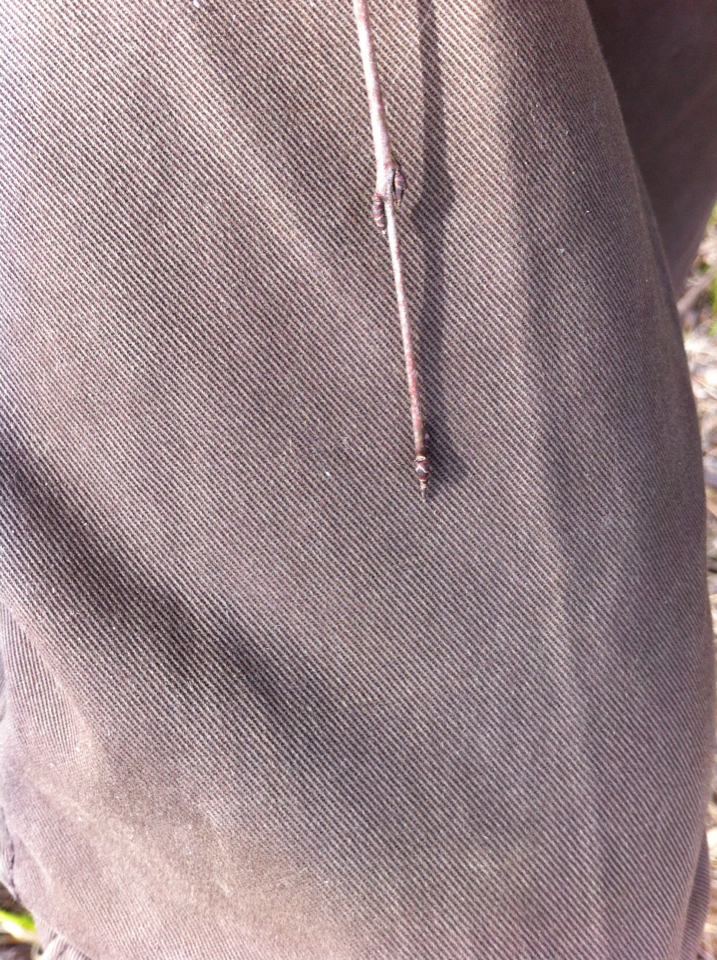 Image of <i>Rhamnus cathartica</i>