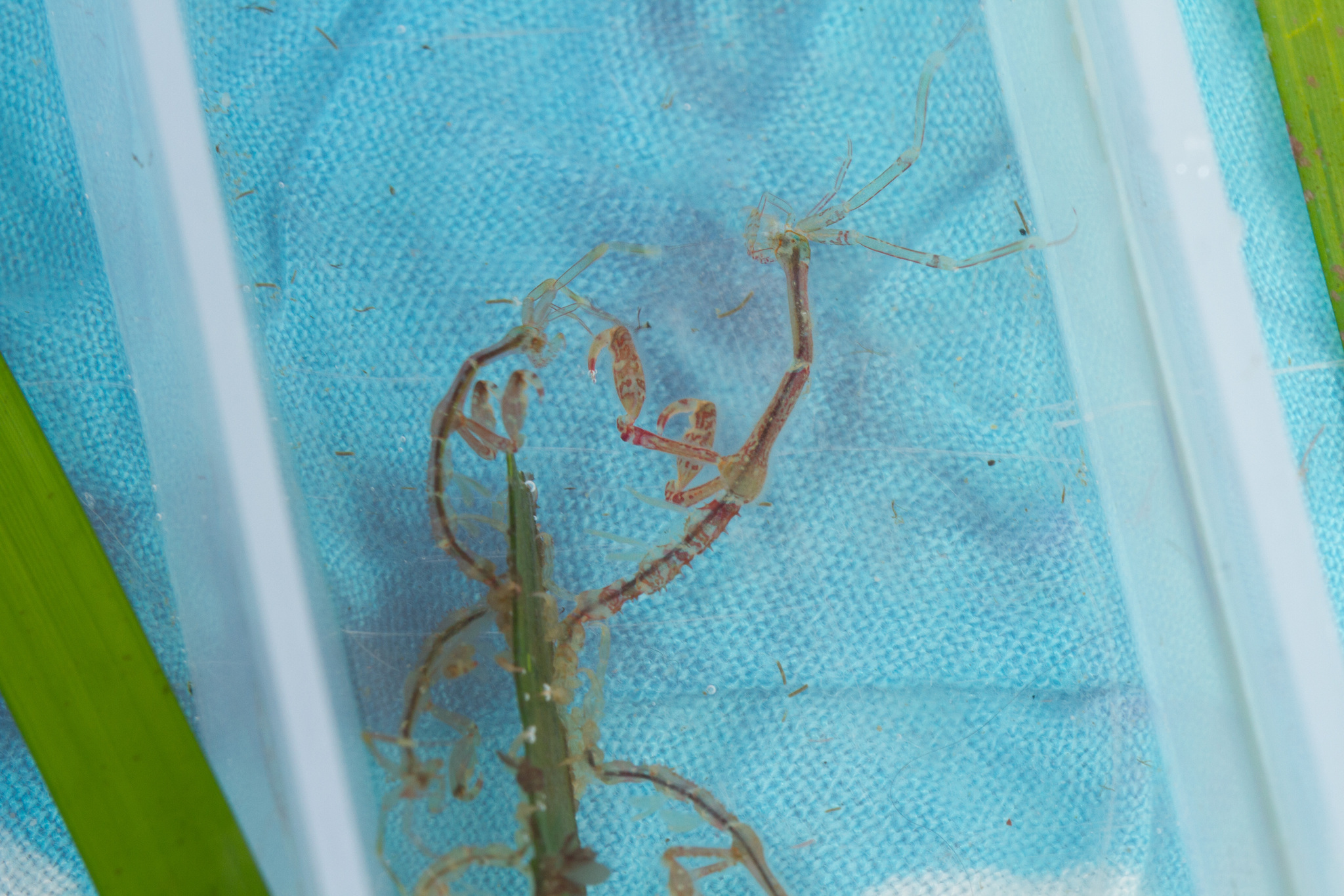 Image of Japanese skeleton shrimp