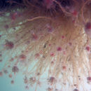 Image of Ectopleura crocea (Agassiz 1862)