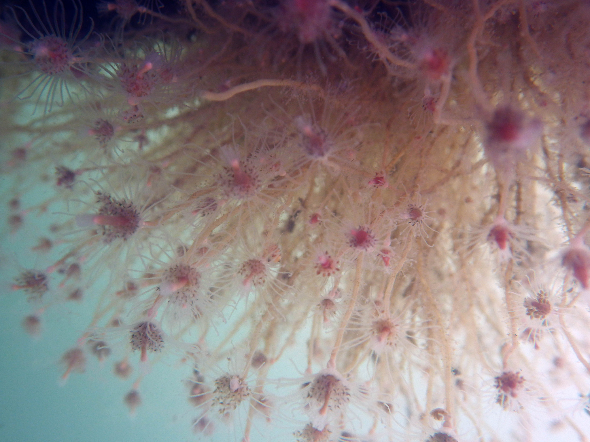 Image of Ectopleura crocea (Agassiz 1862)