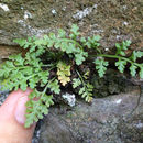 Image of <i>Asplenium montanum</i>