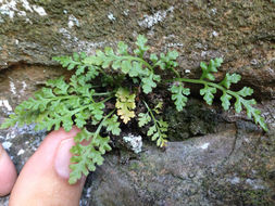 Image of <i>Asplenium montanum</i>