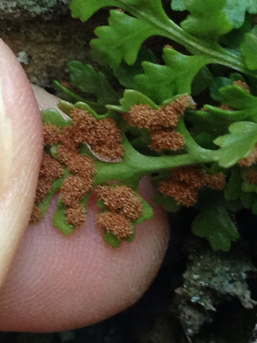 Image of <i>Asplenium montanum</i>