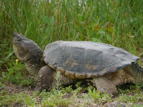 18.https www inaturalist org photos 113152.580x360