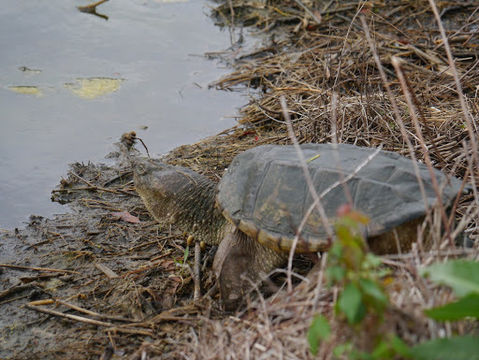 18.https www inaturalist org photos 113153.580x360