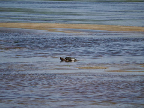 18.https www inaturalist org photos 113219.580x360