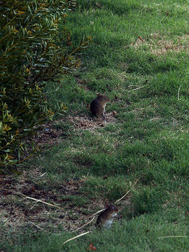 Image of Hispid Cotton Rat