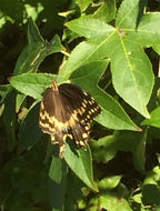 Image of Palamedes Swallowtail