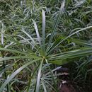 Image of <i>Cyperus papyrus</i>