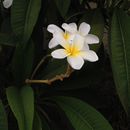 Image of <i>Plumeria alba</i>
