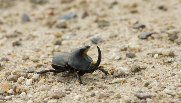 Image of <i>Diloboderus abderus</i> (Sturm 1826)