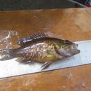 Image of Lepomis gulosus (Cuvier 1829)