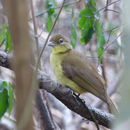 Image of Yellow-bellied Greenbul