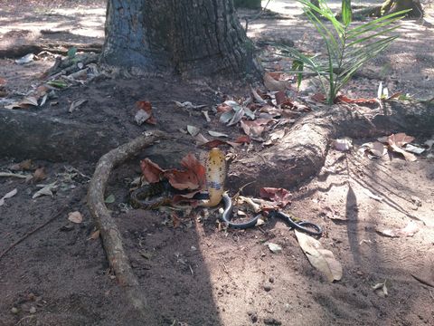 Image of Forest Cobra