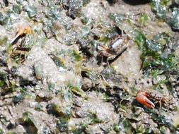 Image of <i>Uca vocans</i>