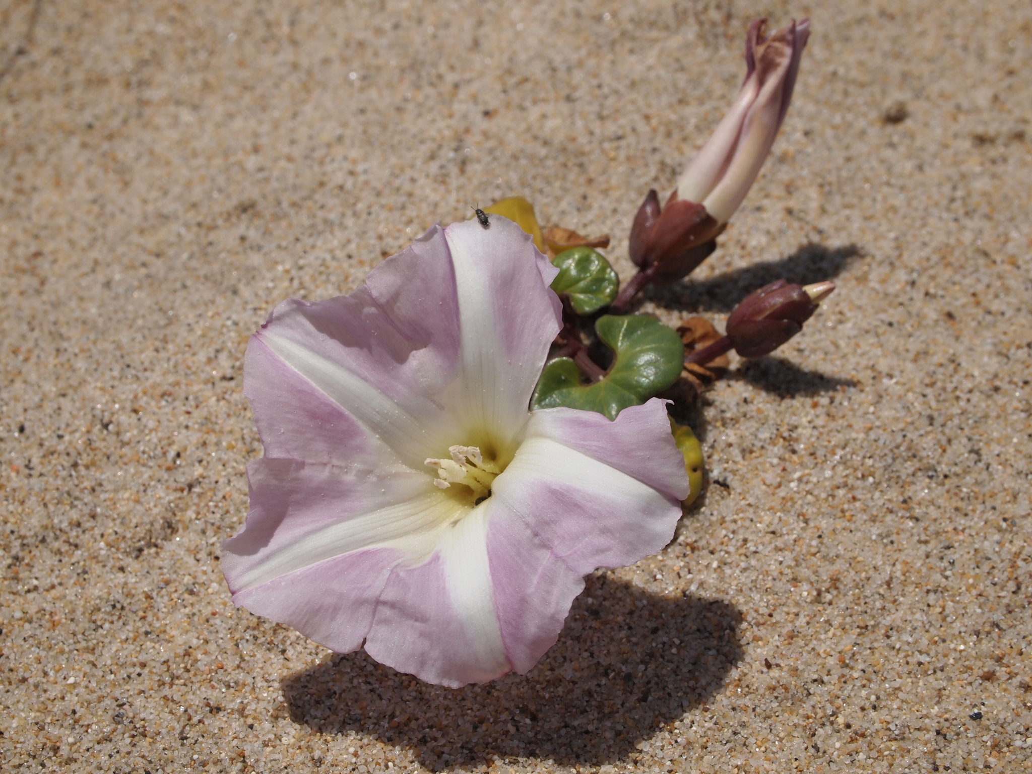 Image of <i>Calystegia soldanella</i>