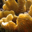Image of Rose coral