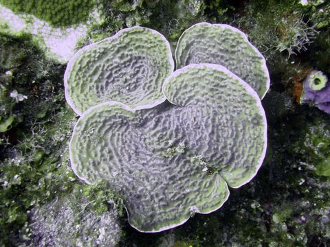 Image of Sunray lettuce coral