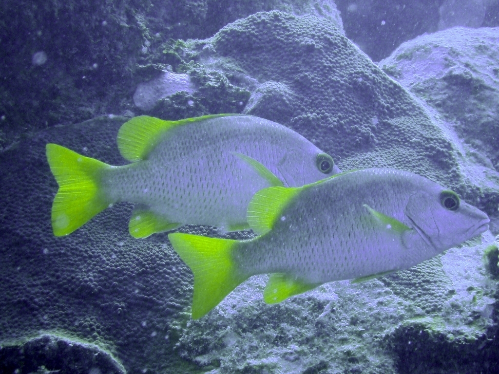 Image of Dogtooth Snapper