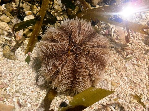 18.https www inaturalist org photos 1140527.580x360