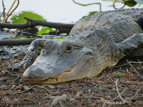 Image of American Alligator