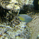Image of Yellowfin damsel