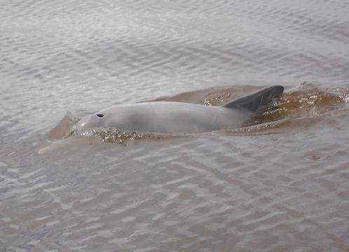 Image of Estuarine Dolphin
