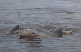 Image of Estuarine Dolphin