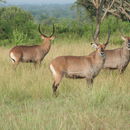 Image of Defassa Waterbuck