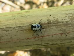 Image of Micrathena mitrata (Hentz 1850)