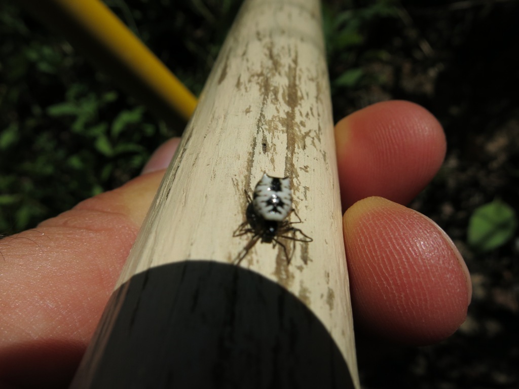 Image of Micrathena mitrata (Hentz 1850)