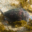 Image of Californiconus californicus (Reeve 1844)