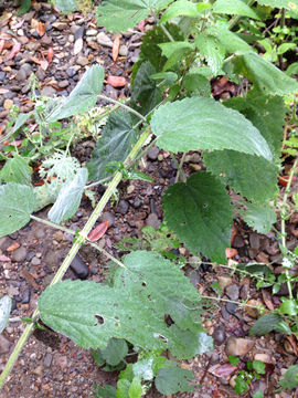 Image of <i>Urtica dioica holosericea</i>