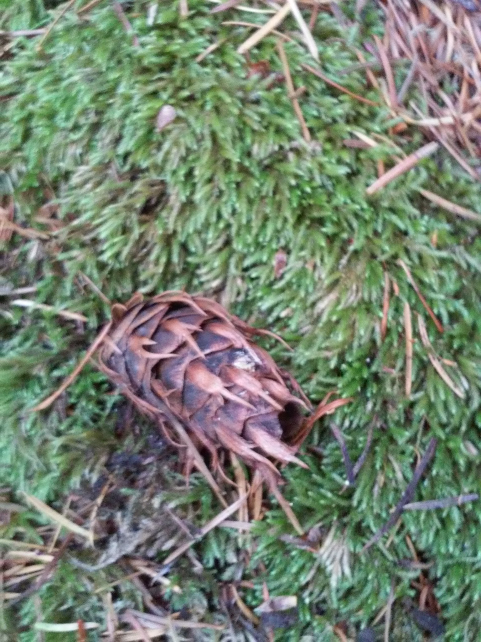 Image of <i>Pseudotsuga <i>menziesii</i></i> menziesii