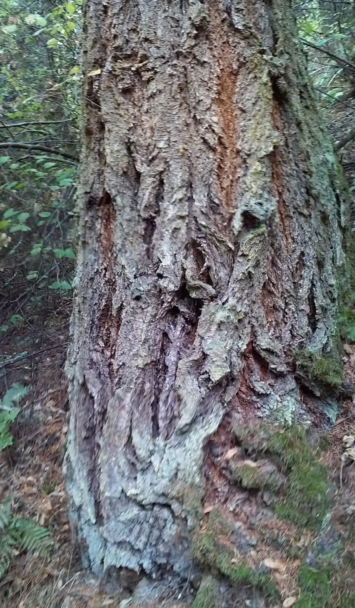 Image of <i>Pseudotsuga <i>menziesii</i></i> menziesii