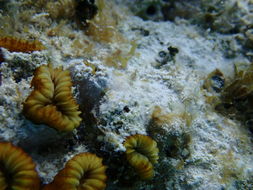 Image of Smooth Flower Coral