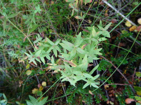 Image of <i>Galium boreale</i>