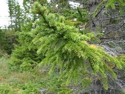 Image of <i>Picea abies</i>