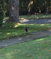 Image of Northwestern Crow