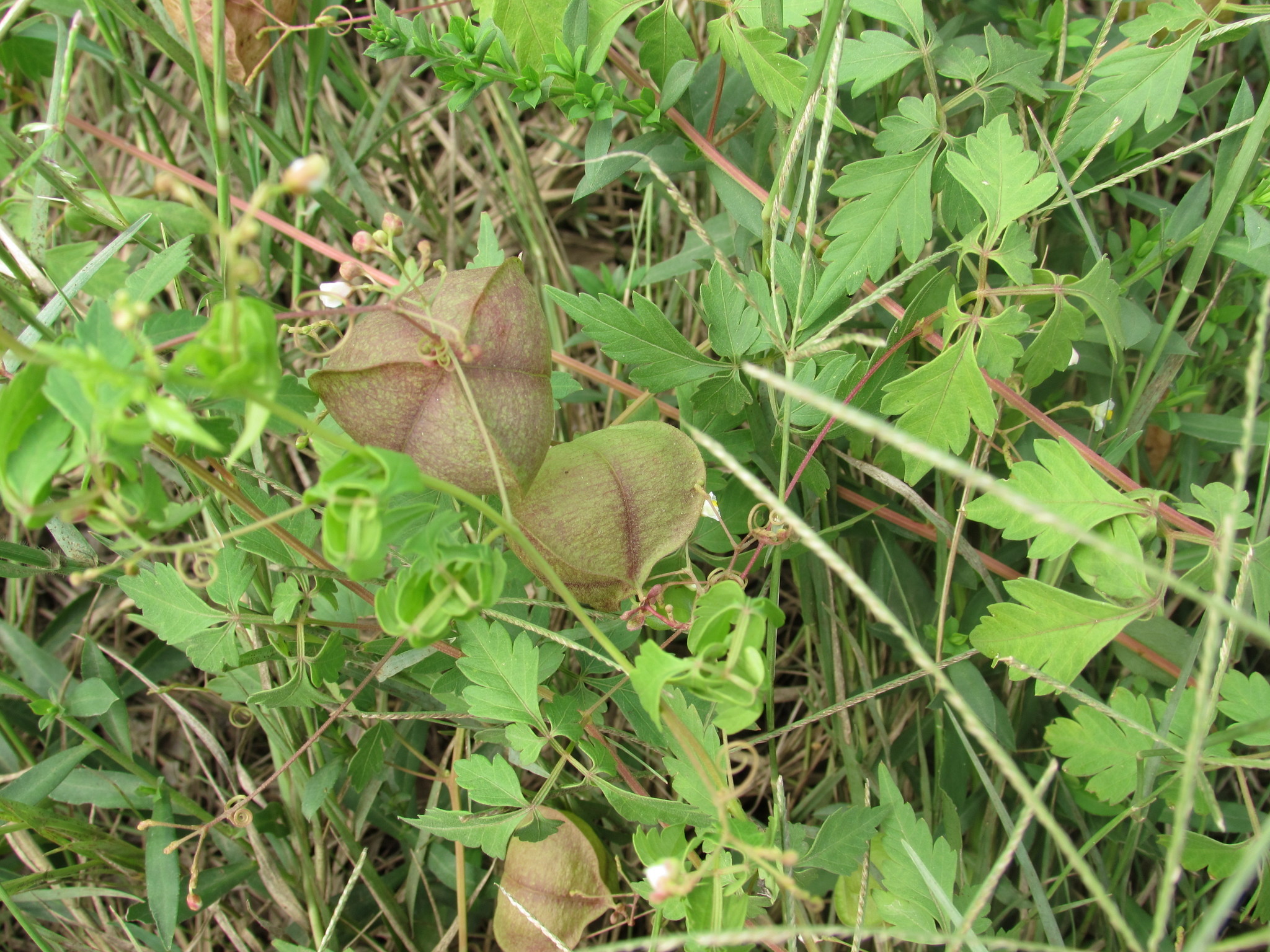 Image of <i>Cardiospermum halicacabum</i>