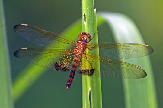 Image of <i>Hydrobasileus croceus</i> (Brauer 1867)