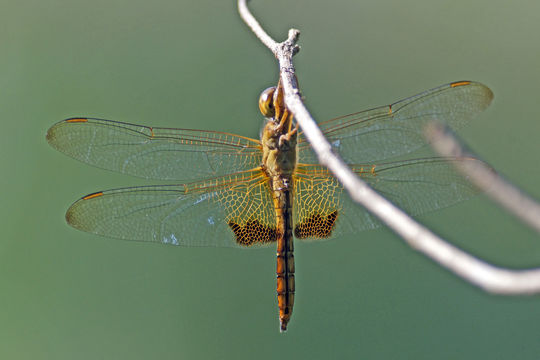 Image of <i>Hydrobasileus croceus</i> (Brauer 1867)