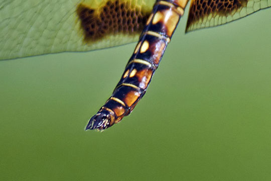 Image of <i>Hydrobasileus croceus</i> (Brauer 1867)
