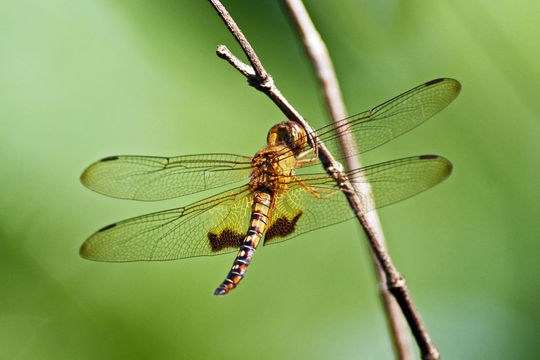 Image of <i>Hydrobasileus croceus</i> (Brauer 1867)