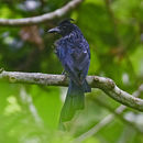 Image of Greater racket-tailed drongo