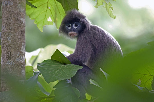 Image of Phayre's Langur