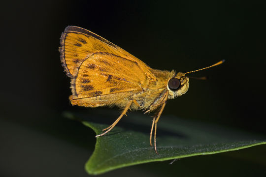 18.https www inaturalist org photos 1145125.580x360